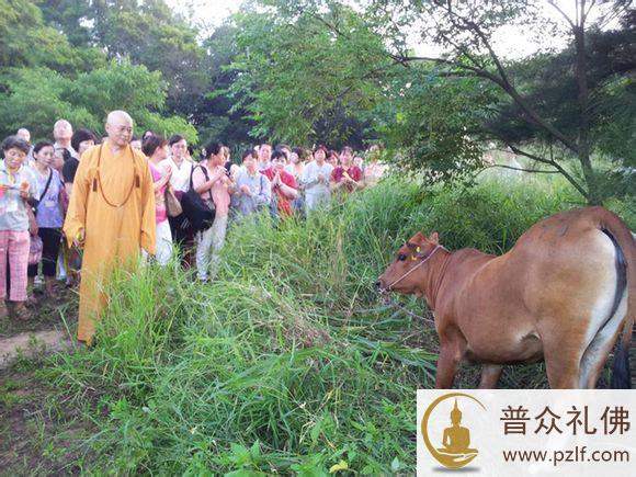 牛为求生流泪下跪 屠夫绝情惨遭恶报