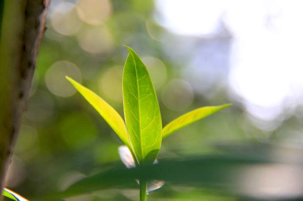 菩萨璎珞本业经全文