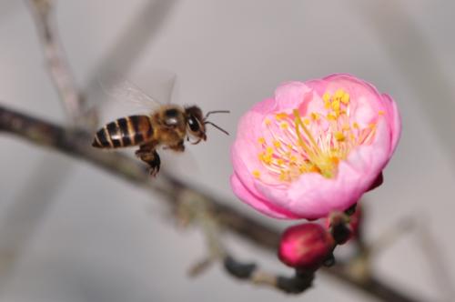 佛说长者女庵提遮师子吼了义经全文