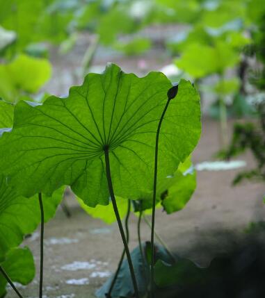 龙池幻有禅师语录卷之四